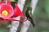 Black-thighed Puffleg